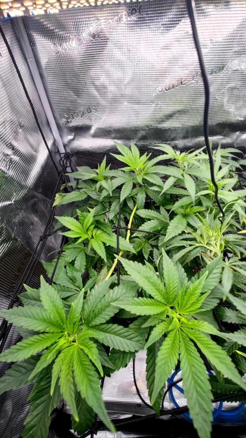 Pink Gelato / Kannabia / Indoor. Week 11