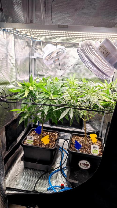 Pink Gelato / Kannabia / Indoor. Week 11