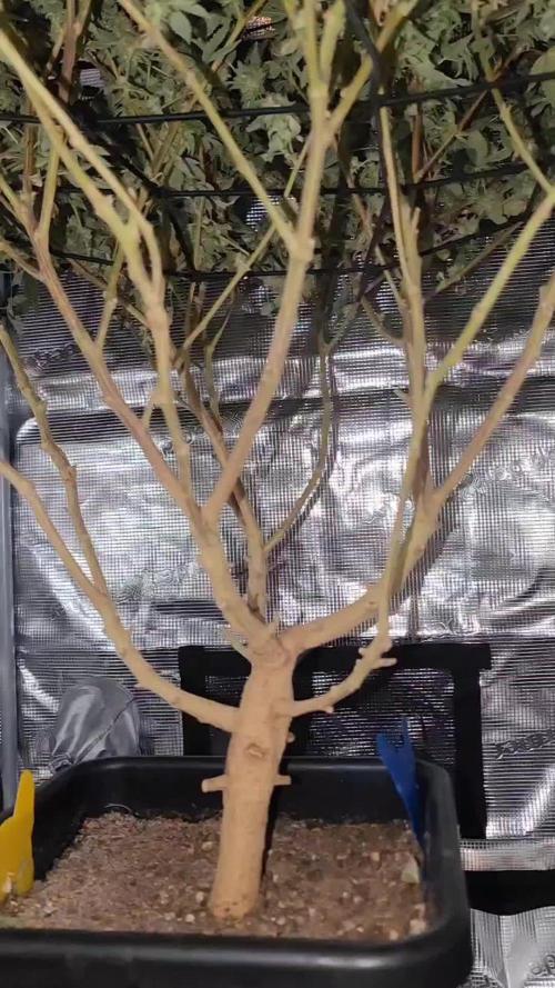 Ayahuasca Purple / Indoor 2025