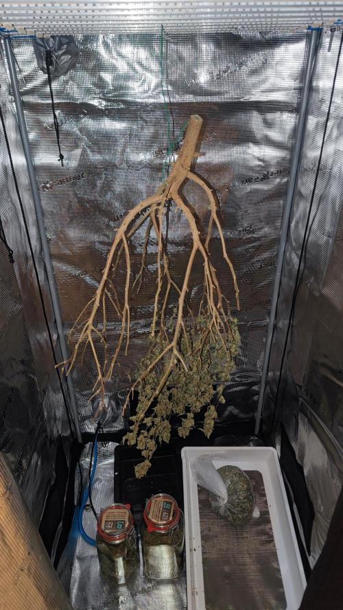 Ayahuasca Purple / Indoor 2025. Week 8