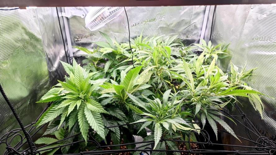 Pink Gelato / Kannabia / Indoor. Week 12