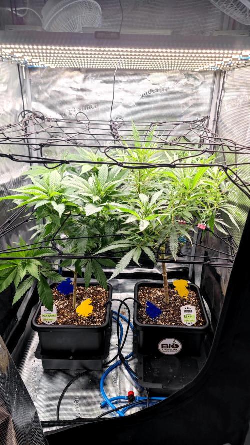 Pink Gelato / Kannabia / Indoor. Week 12