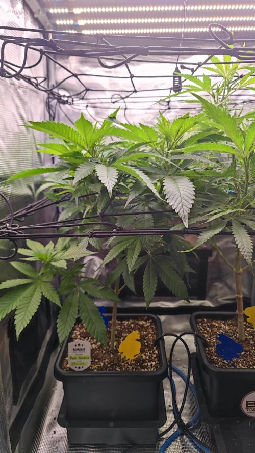 Pink Gelato / Kannabia / Indoor. Week 12