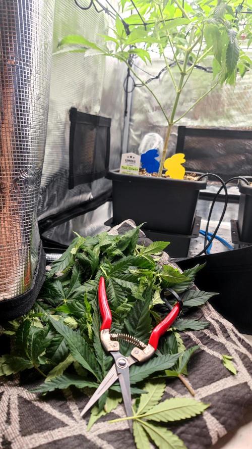 Pink Gelato / Kannabia / Indoor. Week 12