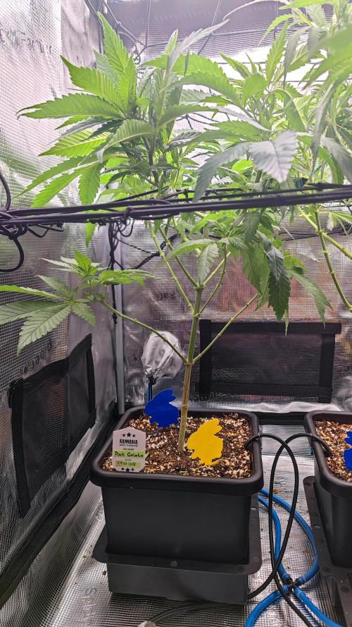 Pink Gelato / Kannabia / Indoor. Week 12