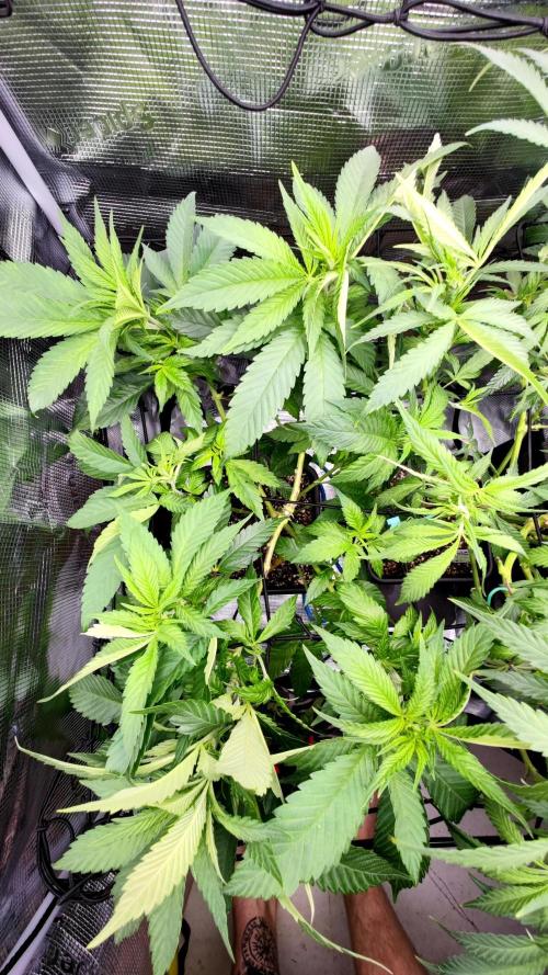 Pink Gelato / Kannabia / Indoor. Week 12