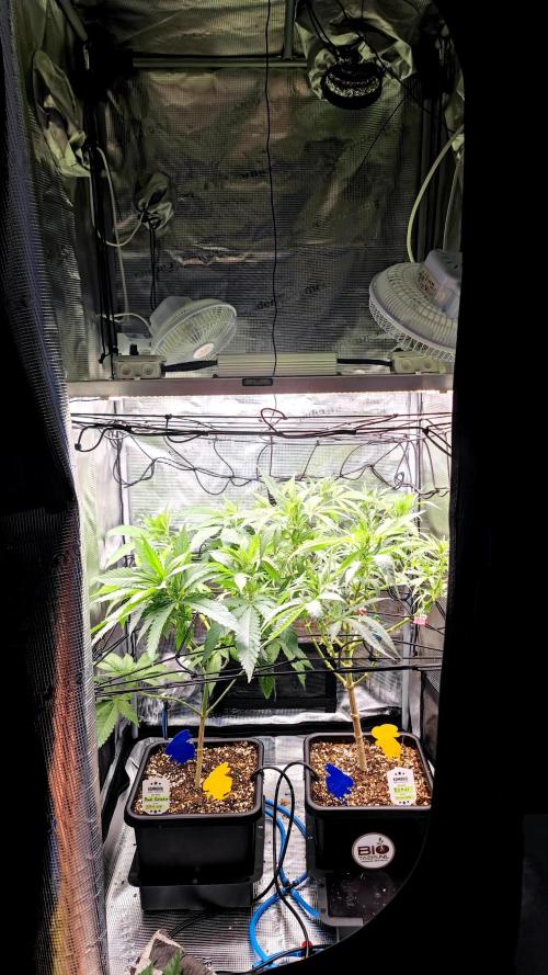 Pink Gelato / Kannabia / Indoor. Week 12