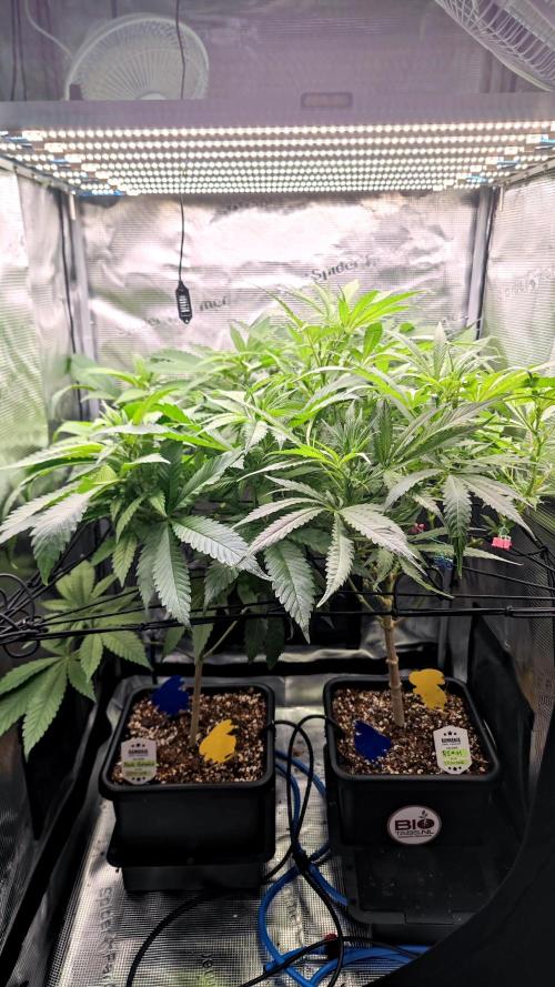 Pink Gelato / Kannabia / Indoor. Week 12