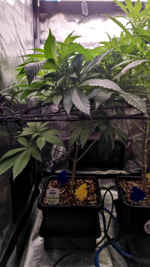 Pink Gelato / Kannabia / Indoor. Week 12