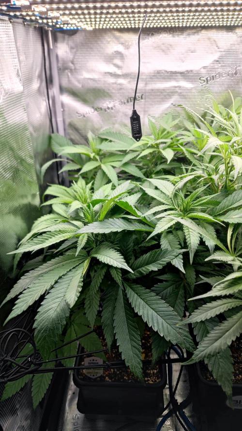 Pink Gelato / Kannabia / Indoor. Week 12