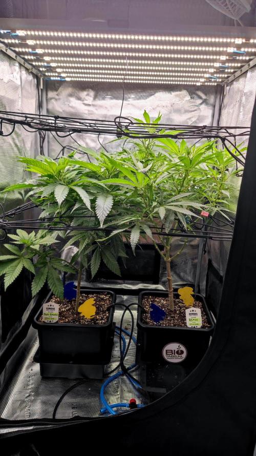 Rainbow Sherbert #11 / Kannabia / Indoor. Week 12