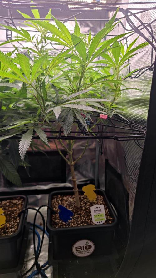 Rainbow Sherbert #11 / Kannabia / Indoor. Week 12