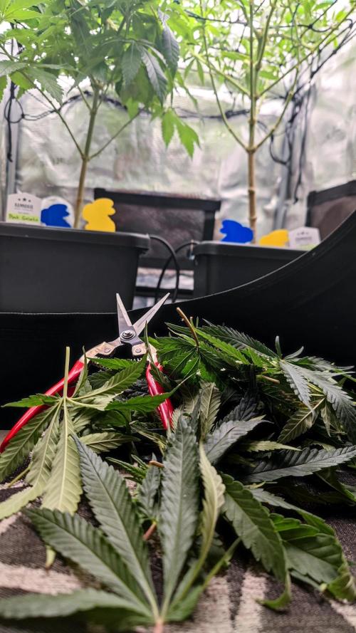 Rainbow Sherbert #11 / Kannabia / Indoor. Week 12