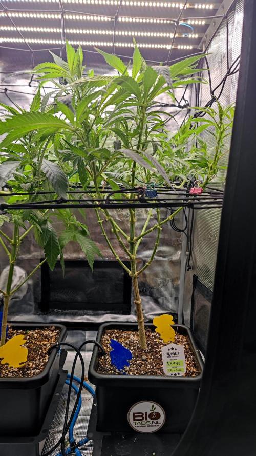 Rainbow Sherbert #11 / Kannabia / Indoor. Week 12