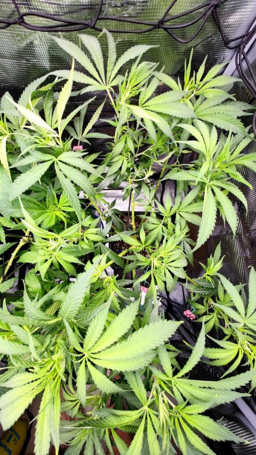 Rainbow Sherbert #11 / Kannabia / Indoor. Week 12