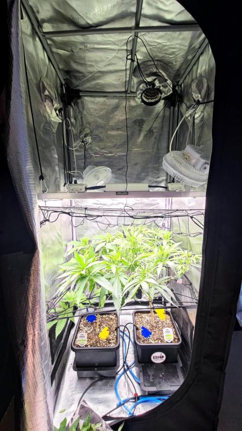 Rainbow Sherbert #11 / Kannabia / Indoor. Week 12