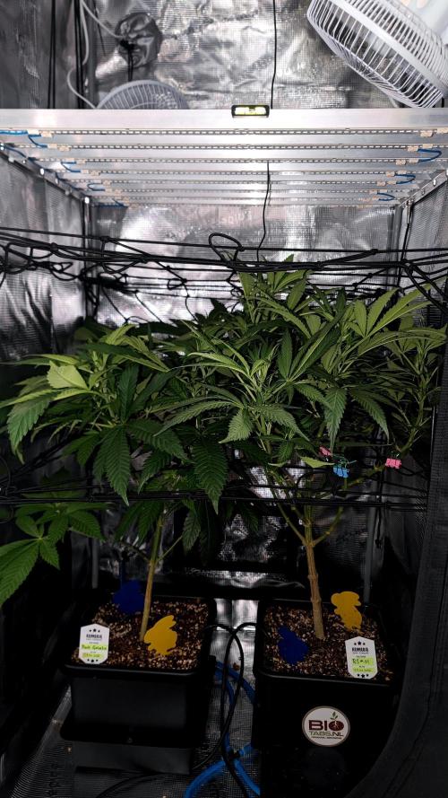 Rainbow Sherbert #11 / Kannabia / Indoor. Week 12
