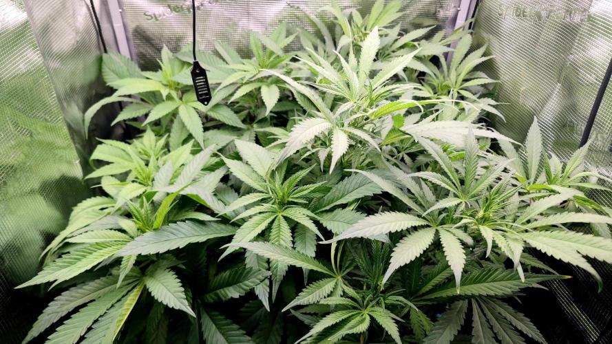 Rainbow Sherbert #11 / Kannabia / Indoor. Week 12