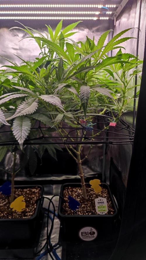 Rainbow Sherbert #11 / Kannabia / Indoor. Week 12