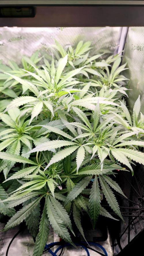 Rainbow Sherbert #11 / Kannabia / Indoor. Week 12