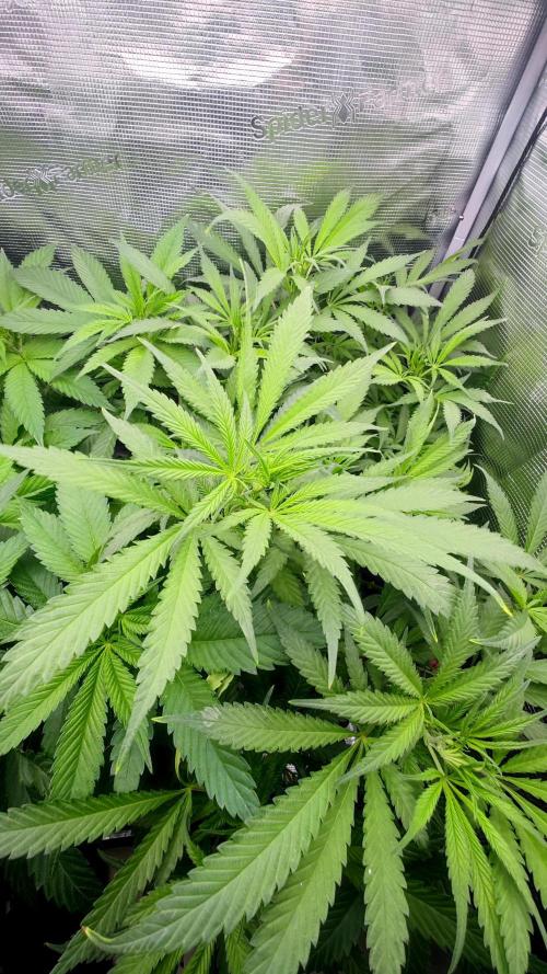 RS11 (Rainbow Sherbert #11). Week 12