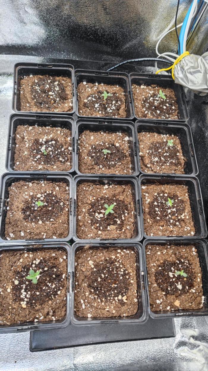 Sweet Seeds mashup / Outdoor 2025. Week 0