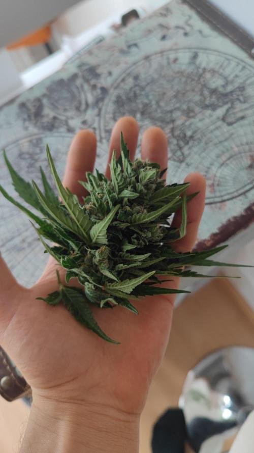 Sweet Seeds mashup / Outdoor 2025. Week 11