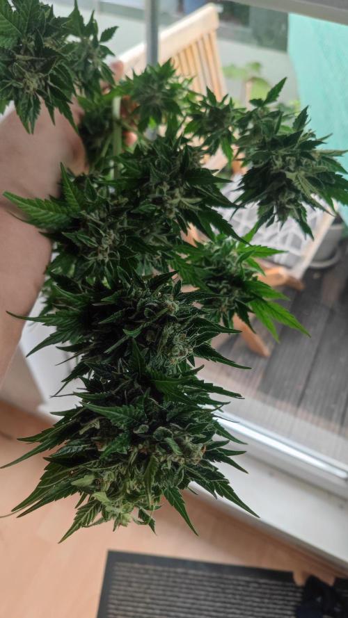 Sweet Seeds mashup / Outdoor 2025. Week 11