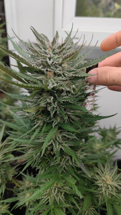 Sweet Seeds mashup / Outdoor 2025. Week 11