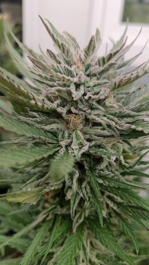 Sweet Seeds mashup / Outdoor 2025. Week 11