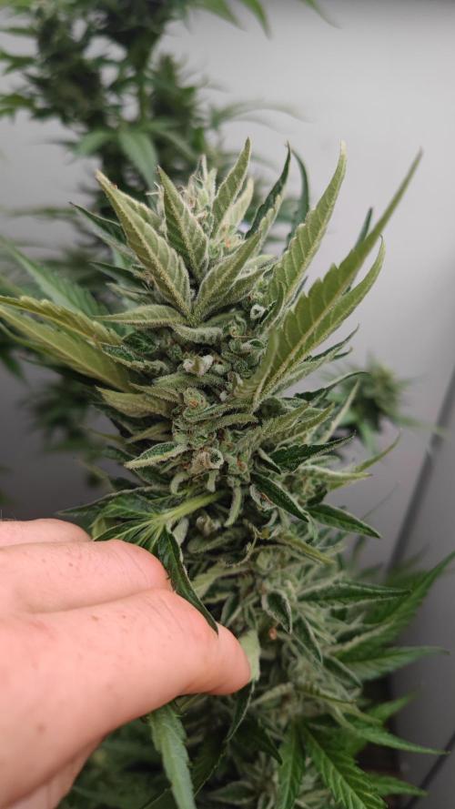 Sweet Seeds mashup / Outdoor 2025. Week 11
