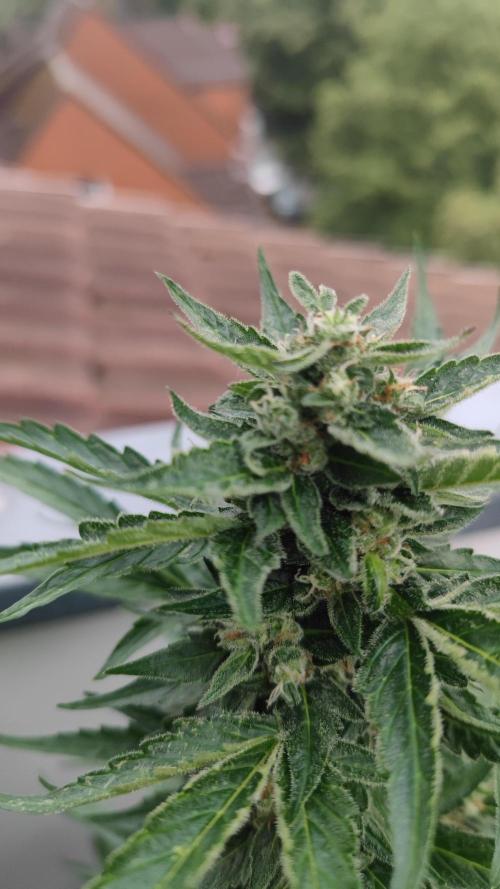 Sweet Seeds mashup / Outdoor 2025. Week 11