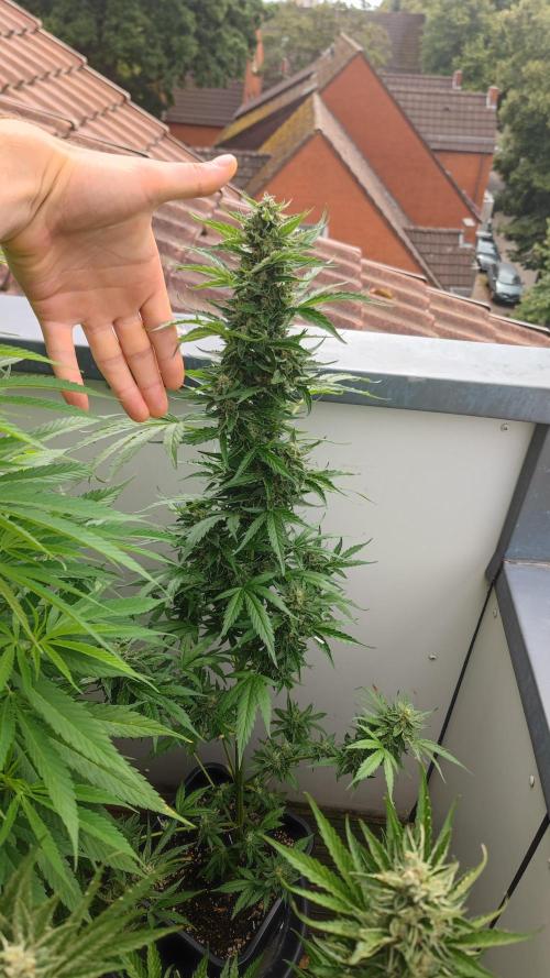 Sweet Seeds mashup / Outdoor 2025. Week 11