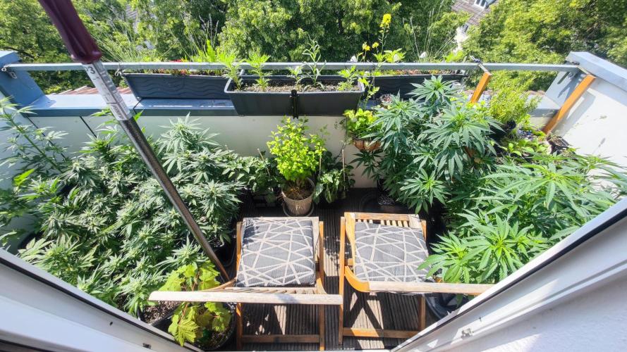 Sweet Seeds mashup / Outdoor 2025. Week 6