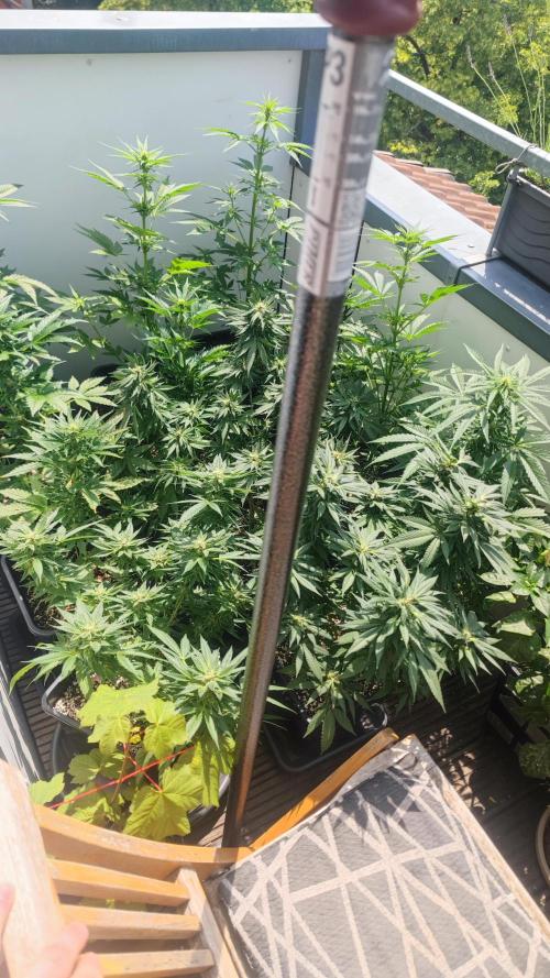 Sweet Seeds mashup / Outdoor 2025. Week 6
