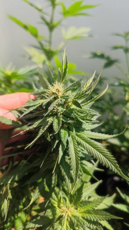 Sweet Seeds mashup / Outdoor 2025. Week 6