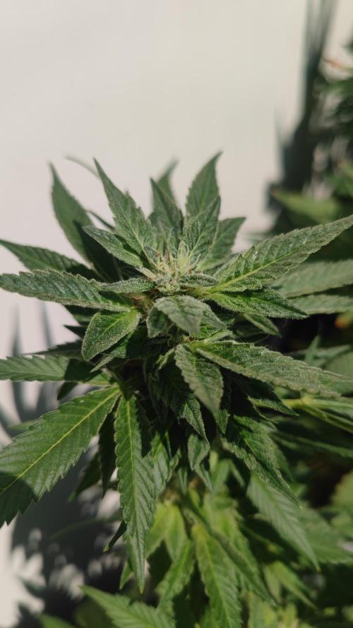 Sweet Seeds mashup / Outdoor 2025. Week 6