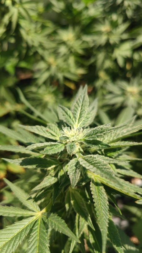 Sweet Seeds mashup / Outdoor 2025. Week 6