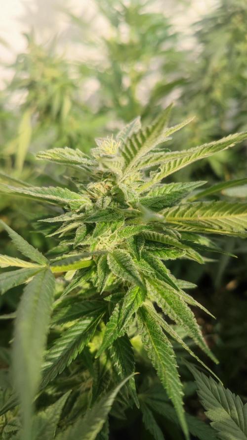 Sweet Seeds mashup / Outdoor 2025. Week 6