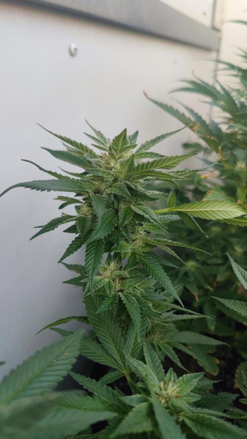 Sweet Seeds mashup / Outdoor 2025. Week 6