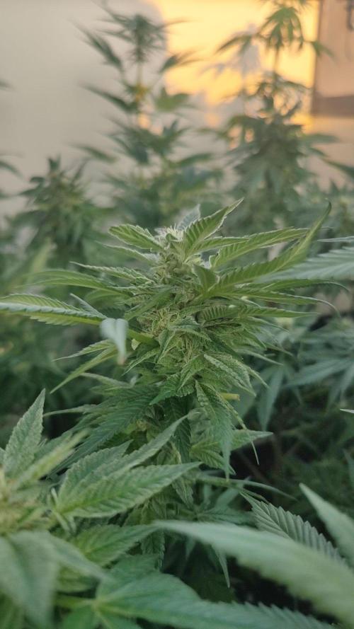 Sweet Seeds mashup / Outdoor 2025. Week 6