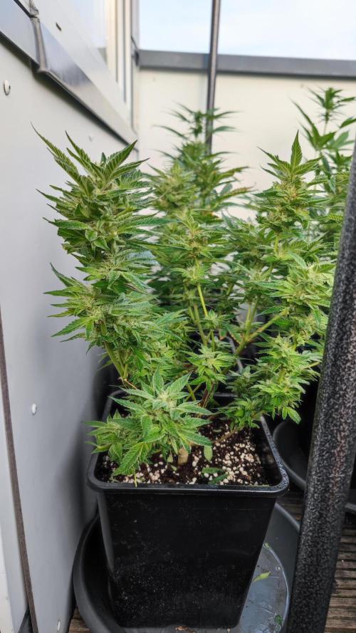 Sweet Seeds mashup / Outdoor 2025. Week 6