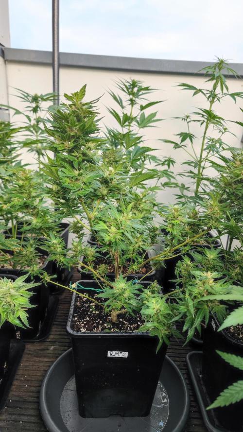 Sweet Seeds mashup / Outdoor 2025. Week 6
