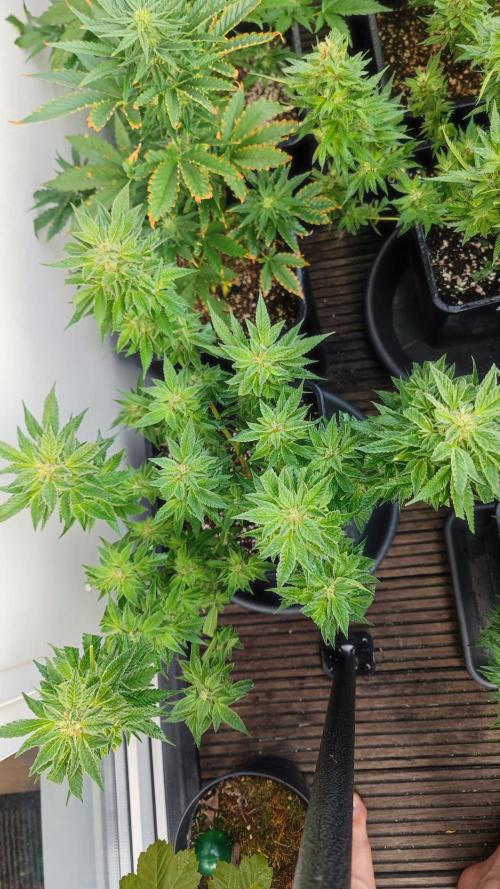 Sweet Seeds mashup / Outdoor 2025. Week 6