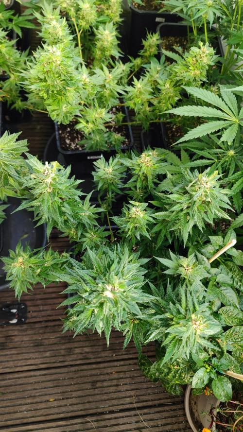 Sweet Seeds mashup / Outdoor 2025. Week 6