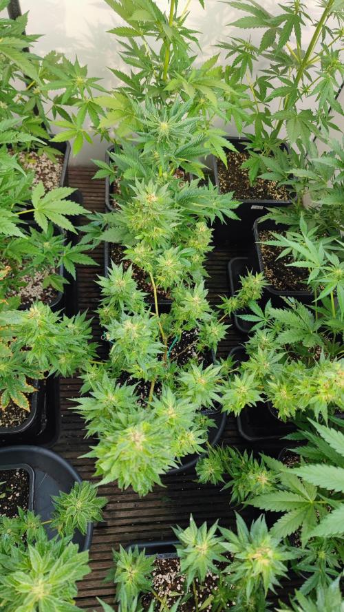 Sweet Seeds mashup / Outdoor 2025. Week 6