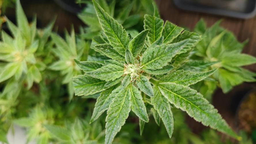 Sweet Seeds mashup / Outdoor 2025. Week 6