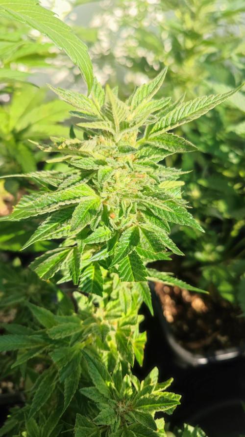 Sweet Seeds mashup / Outdoor 2025. Week 6