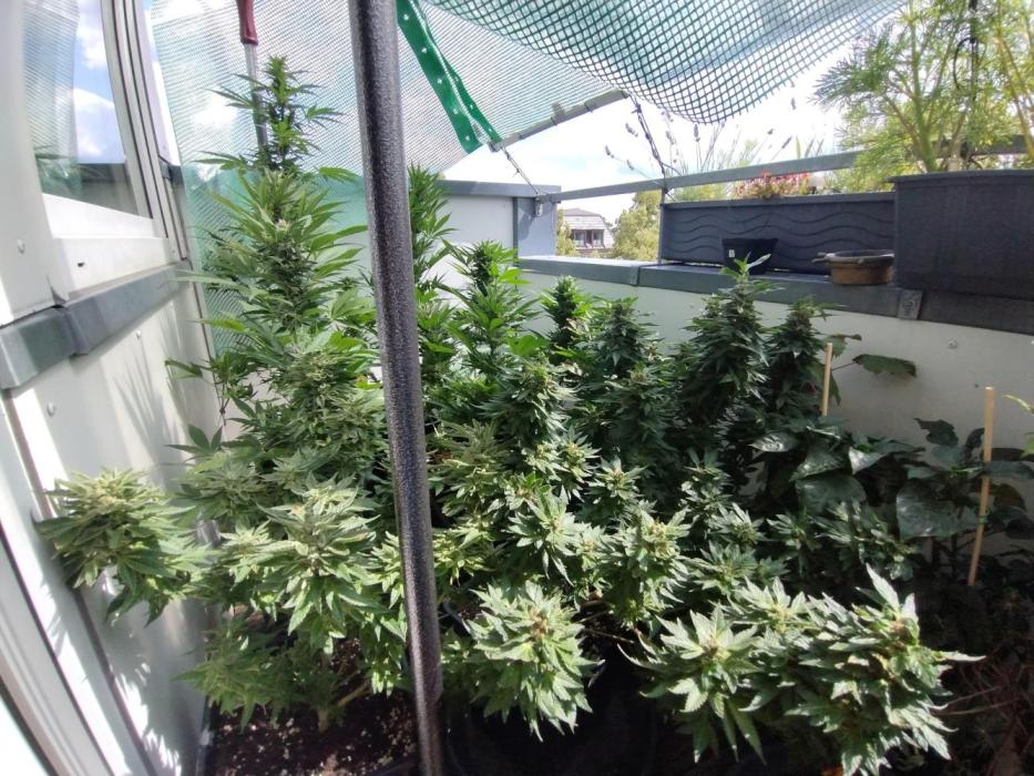 Sweet Seeds mashup / Outdoor 2025. Week 9