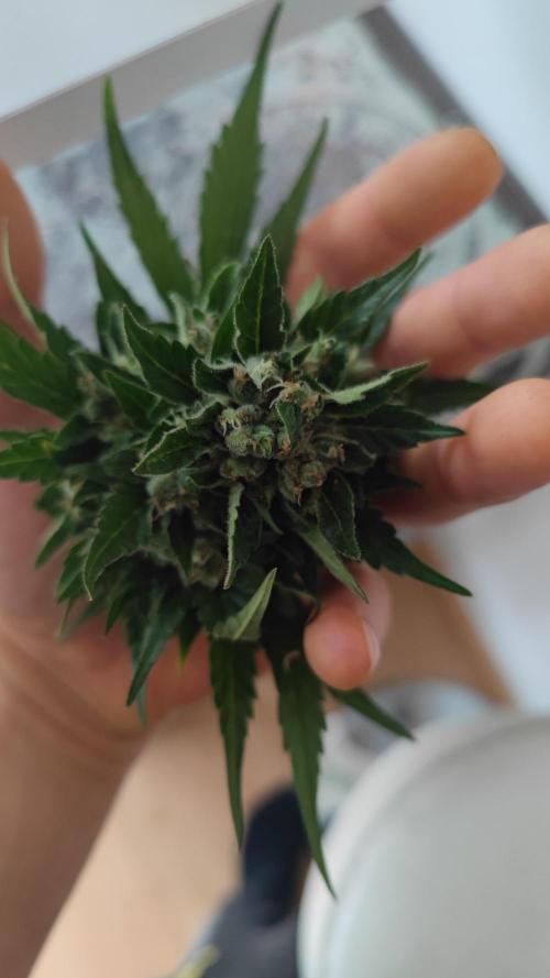 Sweet Seeds mashup / Outdoor 2025. Week 12